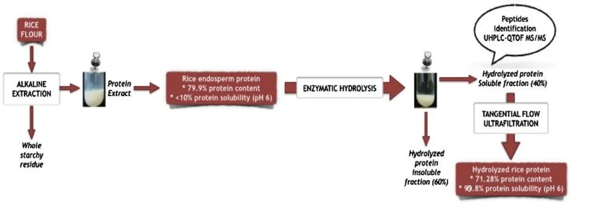 flow chart of Hydrolyzed rice protein.webp flow chart of Hydrolyzed rice protein.webp